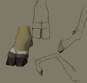 hoof-reference
